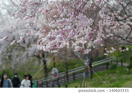 Cherry blossoms: A spring landscape woven from pale pink blossoms and delicate branches (Higashiyama Zoo and Botanical Gardens, Nagoya City, Aichi Prefecture) Cherry blossoms: A spring landscape woven from pale pink blossoms and delicate branches (Higashiyama Zoo and Botanical Gardens, Nagoya City, Aichi Prefecture) 140683555