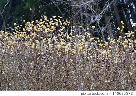三股花:一種外形獨特的球形植物,也是日本紙(和紙)的原料。 三股花:一種外形獨特的球形植物,也是日本紙(和紙)的原料。 140683578