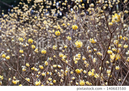 三股花:一種外形獨特的球形植物,也是日本紙(和紙)的原料。 三股花:一種外形獨特的球形植物,也是日本紙(和紙)的原料。 140683580