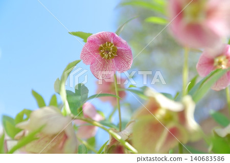 Christmas roses: Delicate pink flowers that bloom gently, drooping downwards. Christmas roses: Delicate pink flowers that bloom gently, drooping downwards. 140683586