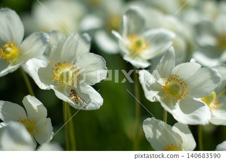 A white anemone flower with a bee sitting on the petals 140683590