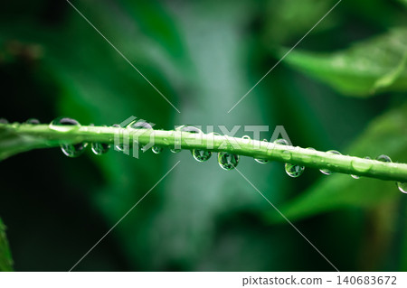 Water droplets after rain on a vineyard grape branch Water droplets after rain on a vineyard grape branch 140683672