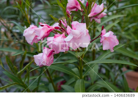 Delicate pink oleander flowers (Nerium oleander) blooming on a bush in the garden during the summer season. Close-up of inflorescence with soft natural light, green elongated leaves on a blurred 140683689