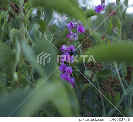 Wild or garden sweet pea everlasting pea (Lathyrus latifolius) with vibrant purple flowers surrounded by dense green foliage. A bumblebee is collecting nectar on the blossom. Natural daylight, unique Wild or garden sweet pea everlasting pea (Lathyrus latifolius) with vibrant purple flowers surrounded by dense green foliage. A bumblebee is collecting nectar on the blossom. Natural daylight, unique 140683736