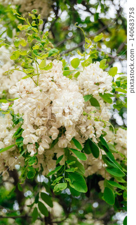 Lush white fragrant acacia blooms in the forest. White acacia flowers close up. Lush white fragrant acacia blooms in the forest. White acacia flowers close up. 140683758
