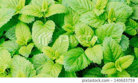 beautiful green leaves of melissa. beautiful green leaves of melissa. 140683759