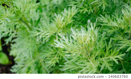 Silver-green background from wormwood leaves. Wormwood leaves close up. The background. Silver-green background from wormwood leaves. Wormwood leaves close up. The background. 140683760