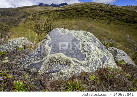 Volcanic rock covered in lichen in the Andean paramo ecosystem Volcanic rock covered in lichen in the Andean paramo ecosystem 140683841