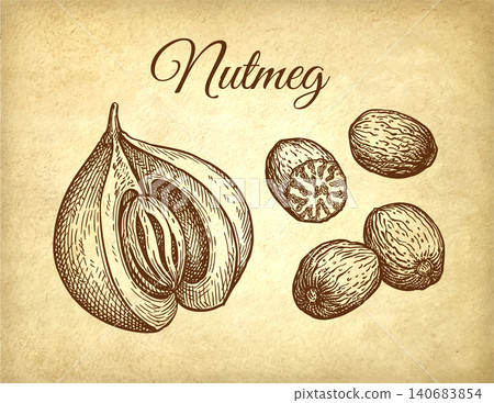 Nutmeg spices ink sketch on old paper background Nutmeg spices ink sketch on old paper background 140683854