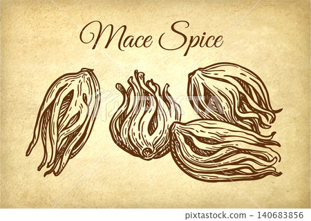 Mace spice ink sketch on old paper background 140683856