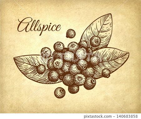 Allspice ink sketch on old paper Allspice ink sketch on old paper 140683858
