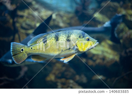 Cichla ocellaris, known as the butterfly peacock bass in aquarium. Cichla ocellaris, known as the butterfly peacock bass in aquarium. 140683885