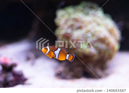 Clown fish in the deep sea. Exotic colorful fish in clear water. Blurred background. Clown fish in the deep sea. Exotic colorful fish in clear water. Blurred background. 140683887