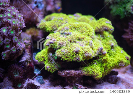 Coral polyps, Anthozoa are a class of primitive marine invertebrates of the genus. Coral polyps, Anthozoa are a class of primitive marine invertebrates of the genus. 140683889