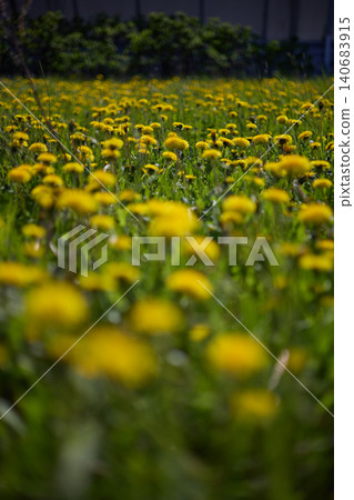 a field of dandelions on a sunny day, foreground in the blues a field of dandelions on a sunny day, foreground in the blues 140683915