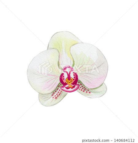 Watercolor phalaenopsis orchid flower. Hand drawn botanical illustration in realistic style isolated on transparent background Watercolor phalaenopsis orchid flower. Hand drawn botanical illustration in realistic style isolated on transparent background 140684112