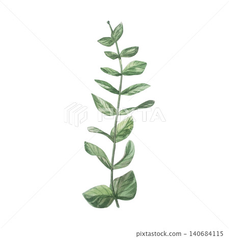 Watercolor green eucalyptus branch 140684115