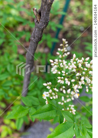 A close-up of the white buds of a nandina flower blooming in the early summer garden and the fresh new leaves. 140684164