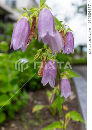 A close-up of the beautiful bell-shaped flowers of the Campanula punctata. A close-up of the beautiful bell-shaped flowers of the Campanula punctata. 140684177