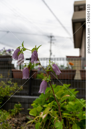 A close-up of the beautiful bell-shaped flowers of the Campanula punctata. A close-up of the beautiful bell-shaped flowers of the Campanula punctata. 140684183