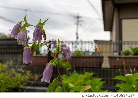 A close-up of the beautiful bell-shaped flowers of the Campanula punctata. A close-up of the beautiful bell-shaped flowers of the Campanula punctata. 140684184