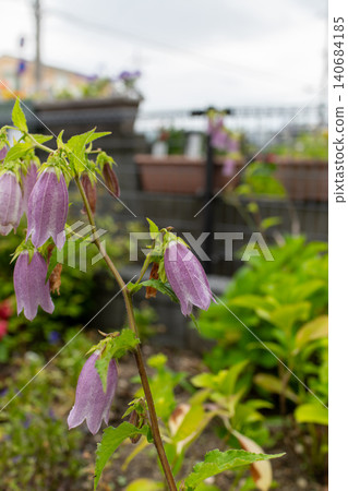 A close-up of the beautiful bell-shaped flowers of the Campanula punctata. A close-up of the beautiful bell-shaped flowers of the Campanula punctata. 140684185