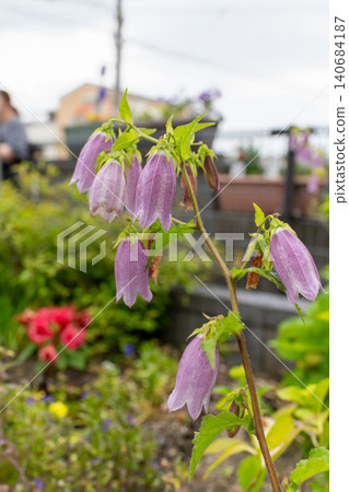 近距離欣賞點狀風鈴草(Campanula punctata)美麗的鐘形花朵。 近距離欣賞點狀風鈴草(Campanula punctata)美麗的鐘形花朵。 140684187