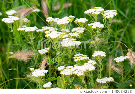 white flowers growing spontaneously white flowers growing spontaneously 140684238
