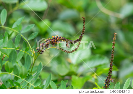 False indigobush False indigobush 140684243