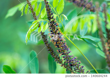False indigobush False indigobush 140684244