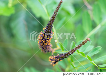 False indigobush False indigobush 140684245