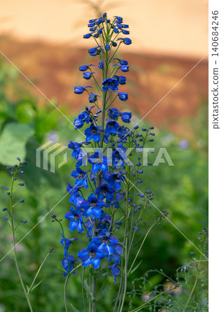 Delphinium and other flowers in a flower bed Delphinium and other flowers in a flower bed 140684246