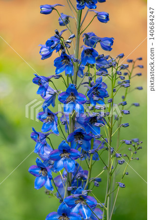 Delphinium and other flowers in a flower bed Delphinium and other flowers in a flower bed 140684247