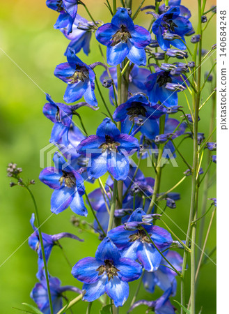 Delphinium and other flowers in a flower bed Delphinium and other flowers in a flower bed 140684248