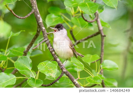 Male Eurasian Blackcap Singing Male Eurasian Blackcap Singing 140684249