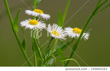 Chamomile flowers close up. Spring, summer flowers. Herb. 140684263
