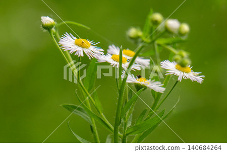 Chamomile flowers close up. Spring, summer flowers. Herb. Chamomile flowers close up. Spring, summer flowers. Herb. 140684264