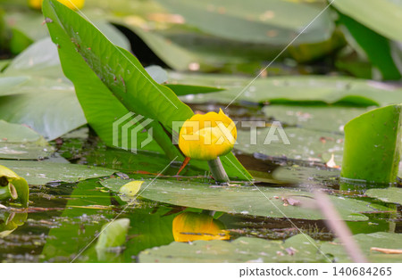 Bright yellow river flowers. Bright yellow river flowers. 140684265