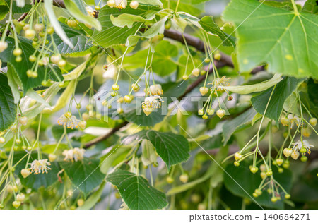 Linden branch with green leaves Linden branch with green leaves 140684271