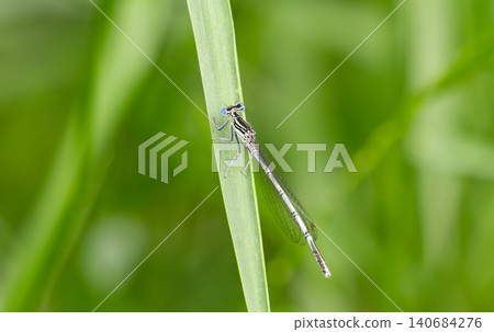 Beautiful demoiselle (Calopteryx virgo) Beautiful demoiselle (Calopteryx virgo) 140684276