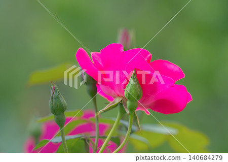 blooming pink roses 140684279
