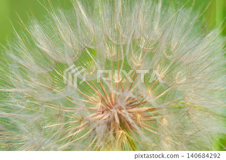 Closeup of dandelion flower. Closeup of dandelion flower. 140684292