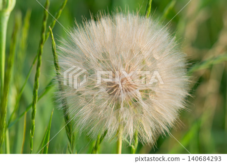 Closeup of dandelion flower. 140684293