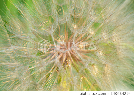 Closeup of dandelion flower. 140684294