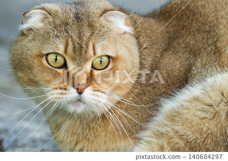 A purebred cat in the background of a window at sunset. A purebred cat in the background of a window at sunset. 140684297