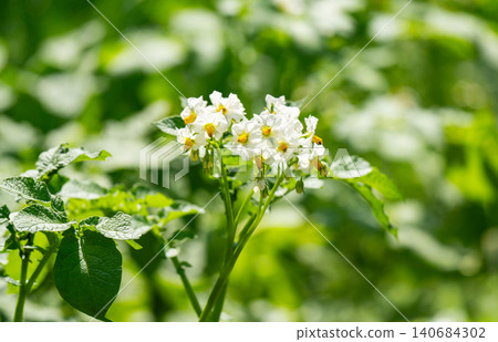 Flowering potatoes. Potato flowers bloom in the sun, growing on the plant. White potato flower in a farmer's field. Close-up of organic vegetable blossoms 140684302