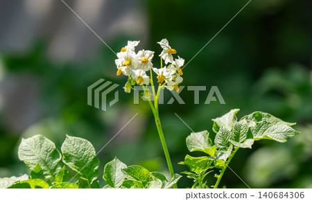 Flowering potatoes. Potato flowers bloom in the sun, growing on the plant. White potato flower in a farmer's field. Close-up of organic vegetable blossoms Flowering potatoes. Potato flowers bloom in the sun, growing on the plant. White potato flower in a farmer's field. Close-up of organic vegetable blossoms 140684306