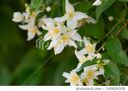 Jasmine blooming white flowers Jasmine blooming white flowers 140684309