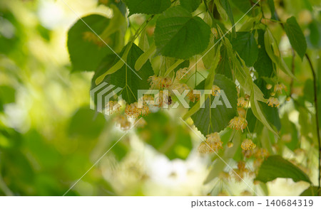 Small pale yellow flowers of linden tree 140684319