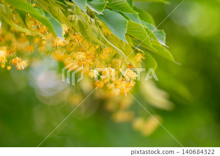 Small pale yellow flowers of linden tree 140684322